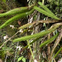 Podochilus sp.